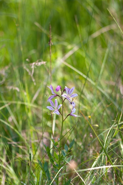 Flores do campo