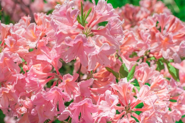 Flores do close-up do rododendro cor-de-rosa.