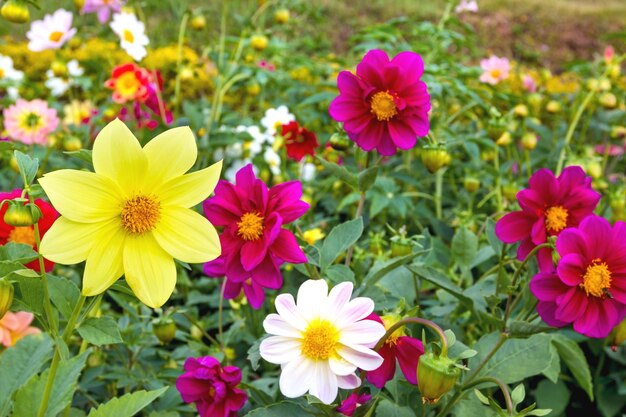 Flores do cosmos amarelas em close-up