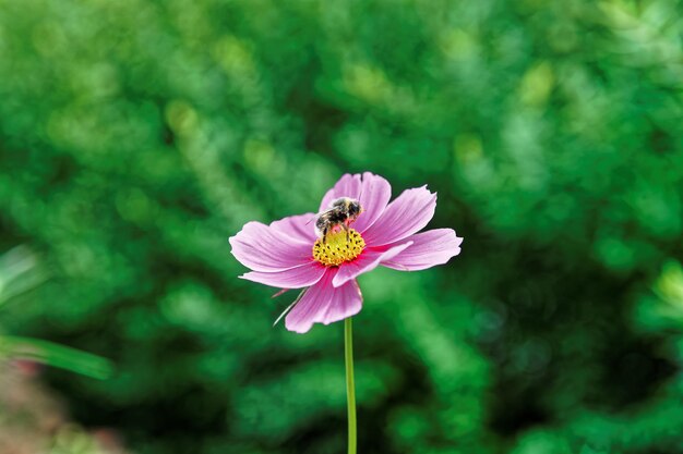 Flores do cosmos e abelhas em Trummelbach cai nas montanhas do vale de Lauterbrunnen, distrito de Interlaken, no cantão de Berna, na Suíça.