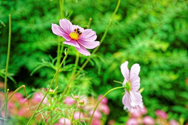 Flores do cosmos e abelhas em Trummelbach cai nas montanhas do vale de Lauterbrunnen, distrito de Interlaken, no cantão de Berna, na Suíça.