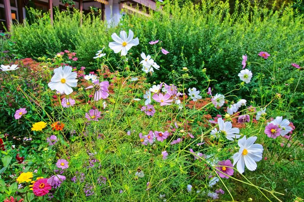 Flores do cosmos em trummelbach cai nas montanhas do vale de lauterbrunnen, distrito de interlaken, cantão de berna, na suíça.