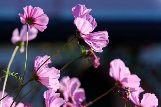 Flores do cosmos iluminadas pelo sol crescendo em um jardim em lindfield west sussex