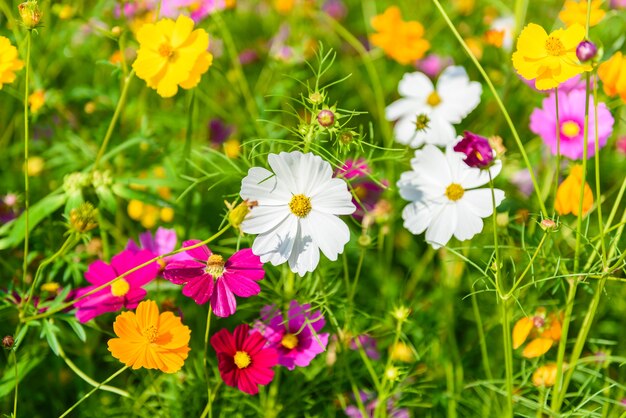 Flores do cosmos que florescem no jardim