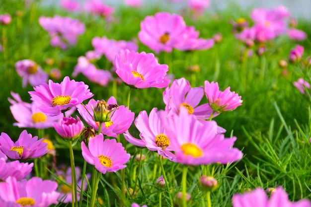 Flores do cosmos que florescem no jardim