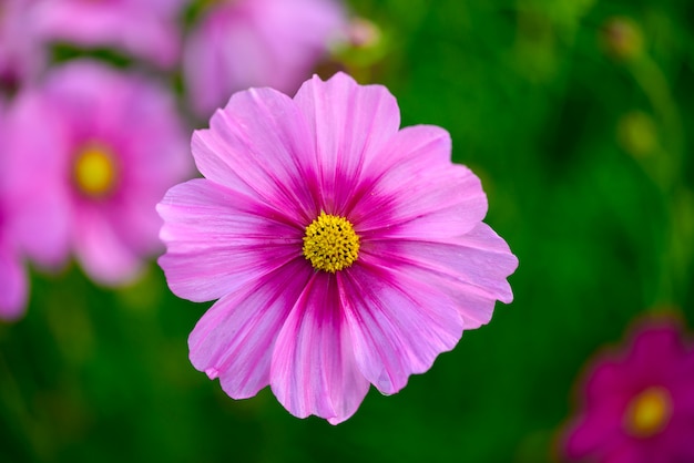 Flores do cosmos