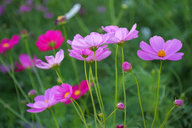 flores do cosmos