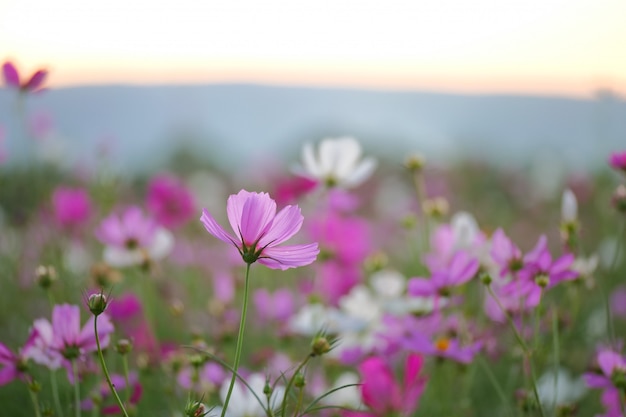 flores do cosmos