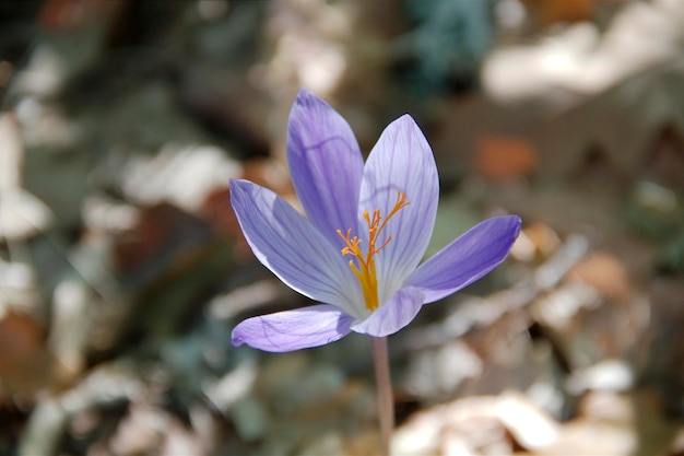 Flores do croco de outono Lat Colchicum autumnale