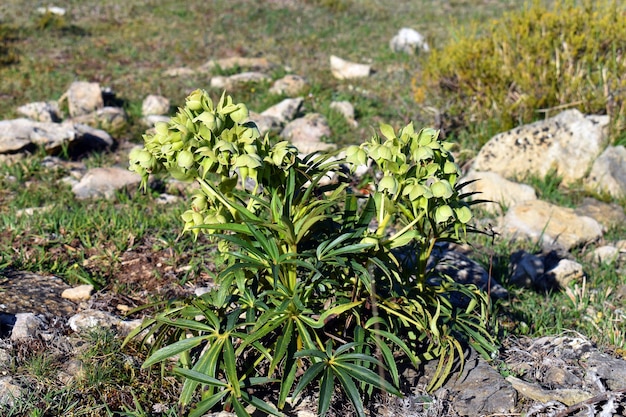 Flores do heléboro fedorento Helleborus foetidus com o fruto desenvolvido