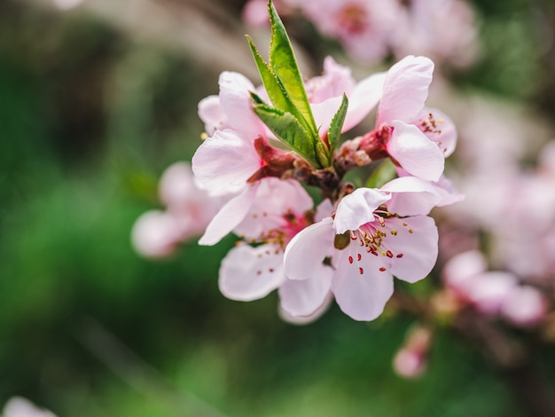 Flores do início da primavera em uma grama