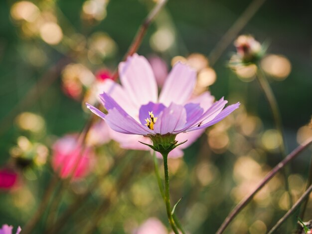 Flores do início da primavera em uma grama