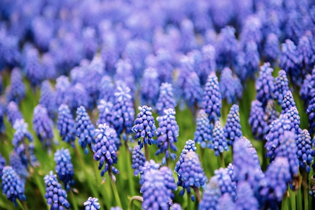 Flores do jacinto de Muscari negligenciam no jardim da primavera