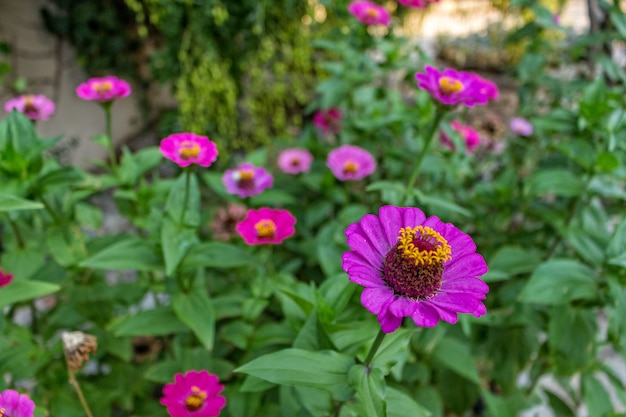 Flores do jardim