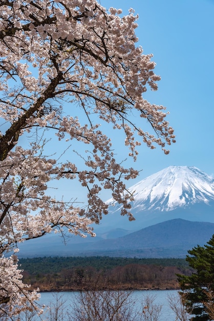 Flores do Monte Fuji e Cherry Blossom no parque Lake Shojiko no dia ensolarado da primavera Yamanashi Japão