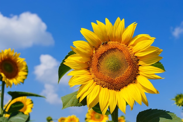 Flores-do-sol com céu azul e nuvens