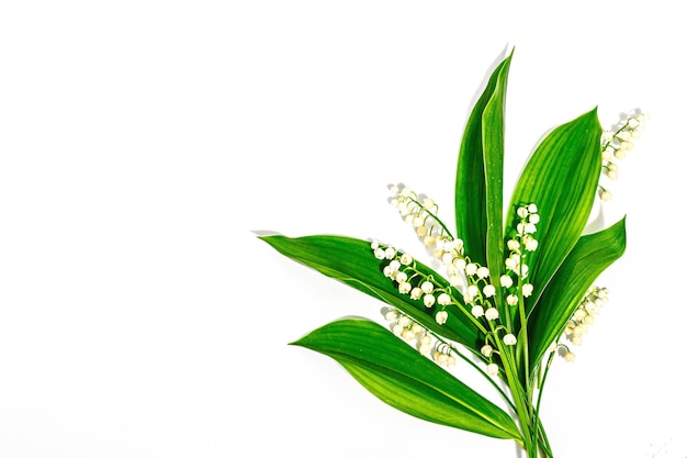 Flores do vale do lírio com folhas verdes isoladas no fundo branco objeto da natureza para o projeto