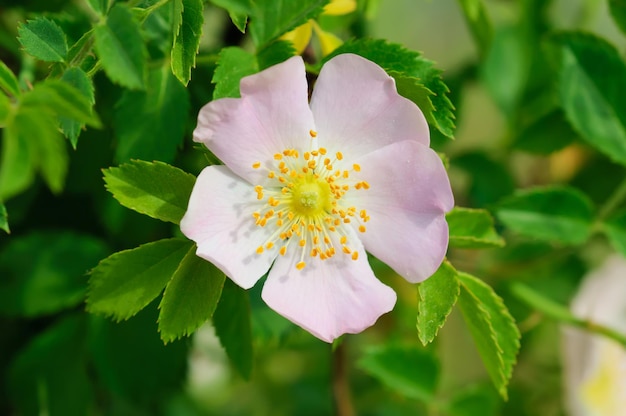 Flores de dog-rose (rosa mosqueta) que crecen en la naturaleza