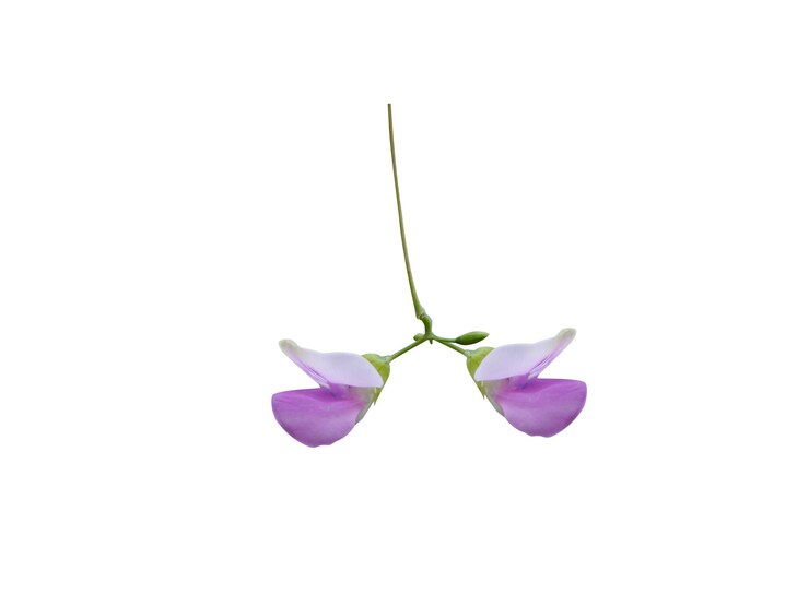 Foto flores de dolichos o dlouhatec sobre un fondo blanco