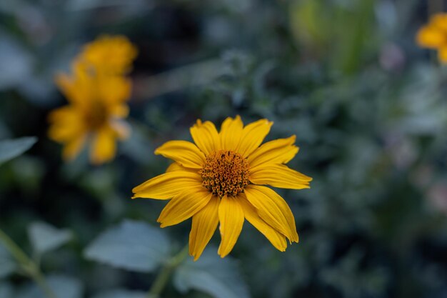 Flores Doronicum Summer mood no jardim à noite