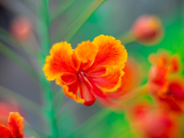 Flores de dos colores