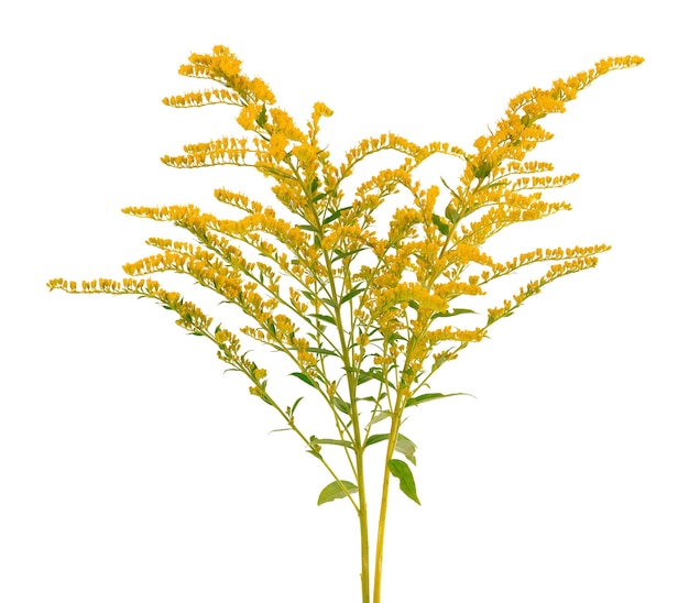 Foto flores douradas de solidago virgaurea isoladas no fundo branco. arbustos de ambrósia ou ambrosia artemisiifolia. planta medicinal à base de plantas.