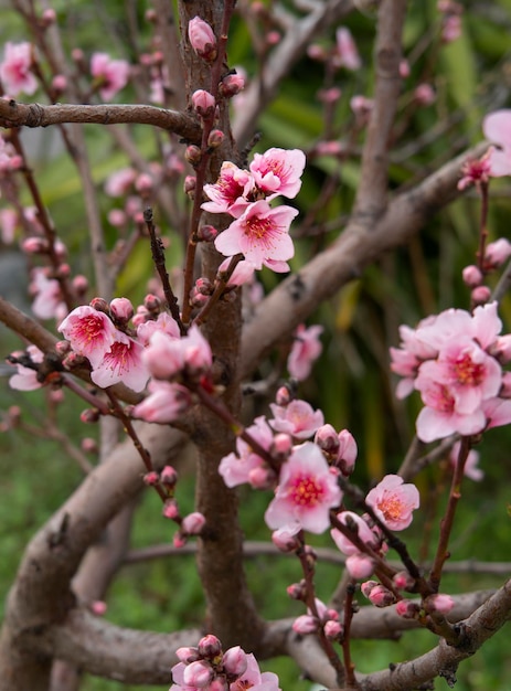 Flores de durazno rosa Prunus persica en Grecia