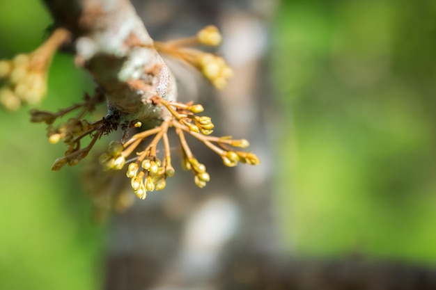 Las flores de durian están creciendo de las ramas del durian