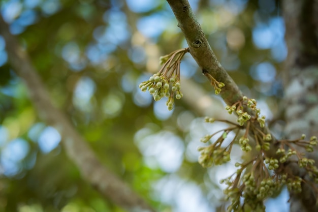 Las flores de durian están creciendo de las ramas del durian