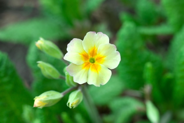 Flores e botões de creme de jardim de prímulas em um fundo de folhas verdes macro fotografia floral