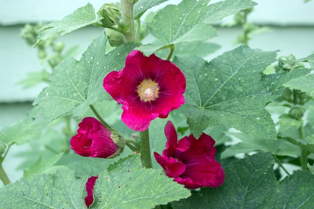 Flores e botões de flores cor de rosa de malva de framboesa no jardim