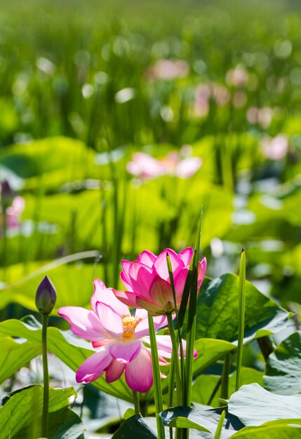 Flores e botões de lótus. Milagre rosa.