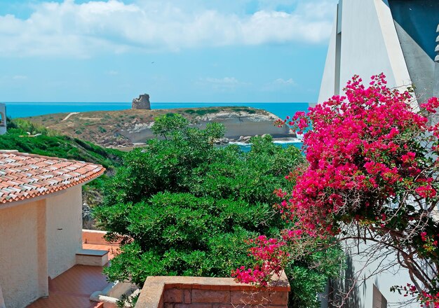 Flores e casas à beira-mar