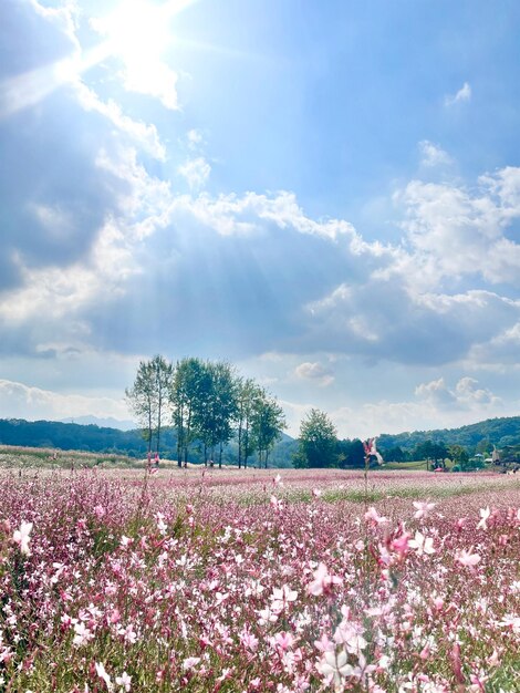 Foto flores e céu