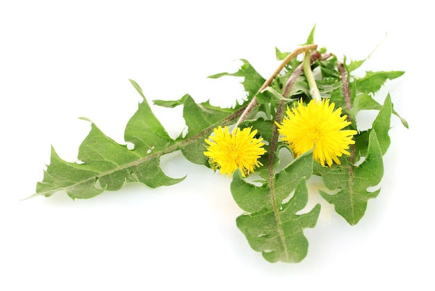 Flores e folhas de dente-de-leão isoladas em branco