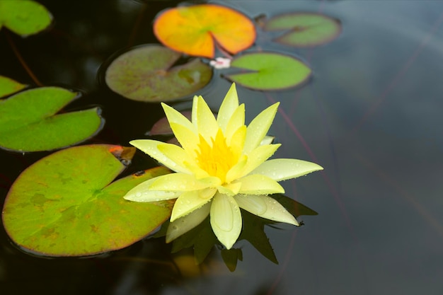 Flores e folhas de nenúfar na lagoa