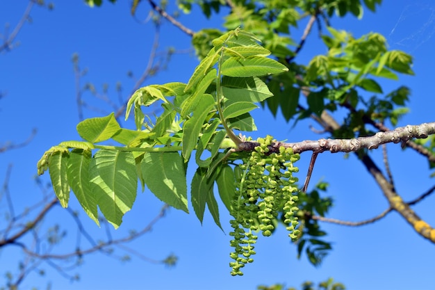 Flores e folhas de noz preta americana oriental Juglans nigra