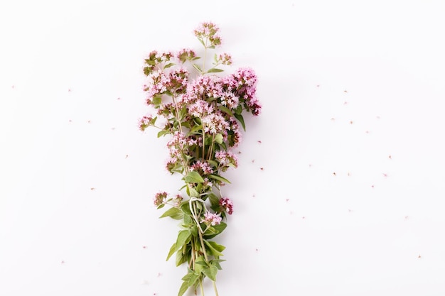 Flores e folhas de orégano em fundo branco Vista superior plana Composição criativa de manjerona florida