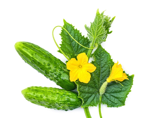 Flores e folhas de pepino isoladas sobre um fundo branco