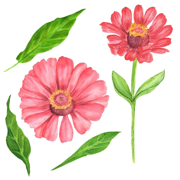 Flores e folhas de zínia em aquarela desenhadas à mão