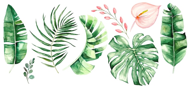 Flores e folhas tropicais em aquarela. ilustração da selva botânica. exótico. conjunto aquarela