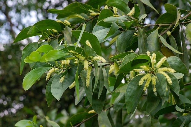 Flores e folhas verdes de Acacia crassicarpa, foco selecionado