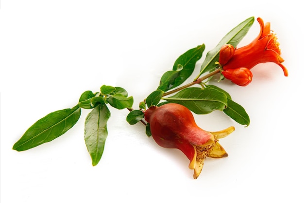 Flores e frutas de romã são um símbolo dos feriados judaicos Yom Kippur e Rosh Hashanah