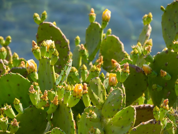 Flores e frutos amarelos de Opuntia do cacto de pera espinhosa no fundo do Mar Egeu