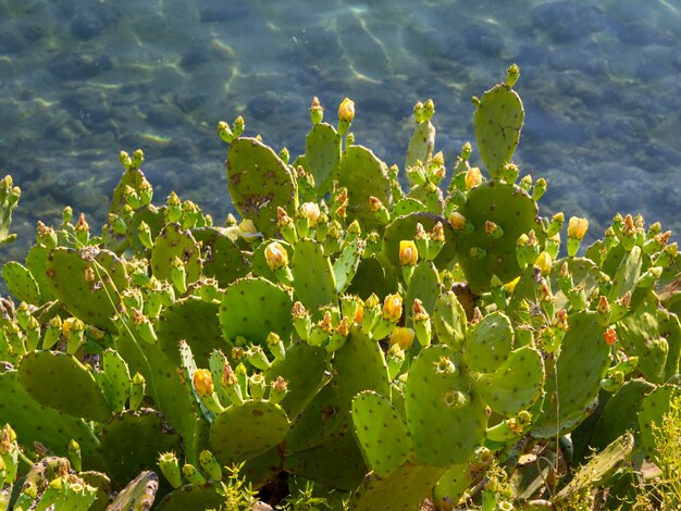 Flores e frutos amarelos de Opuntia do cacto de pera espinhosa no fundo do Mar Egeu