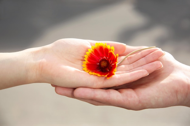 Flores e mãos humanas no fundo desfocado