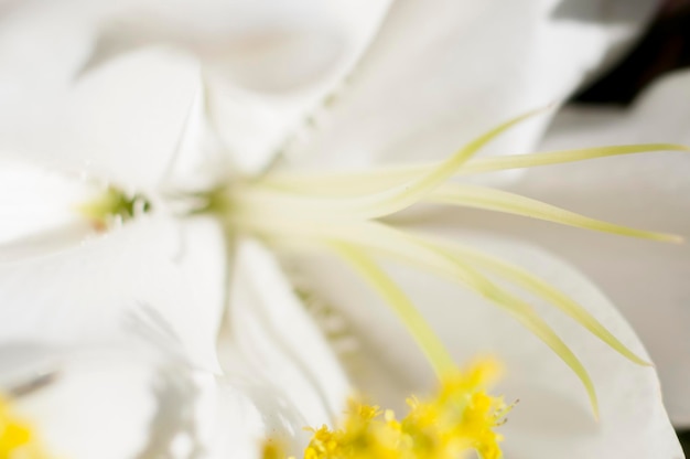 Flores e margaridas com grandes pétalas e cores vivas, imagem de primavera