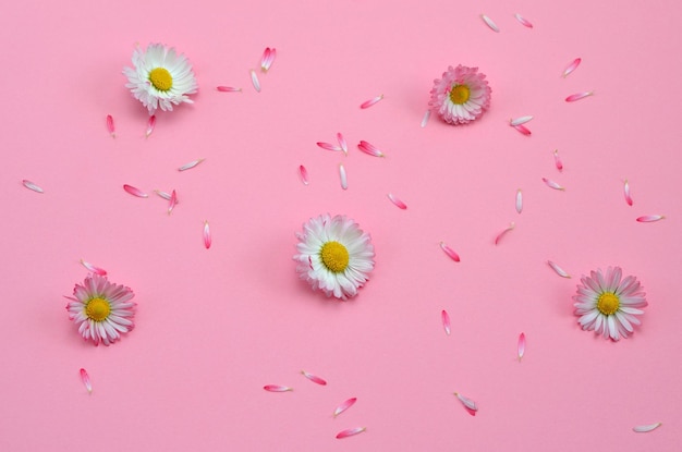 Flores e pétalas de margaridas em um fundo rosa