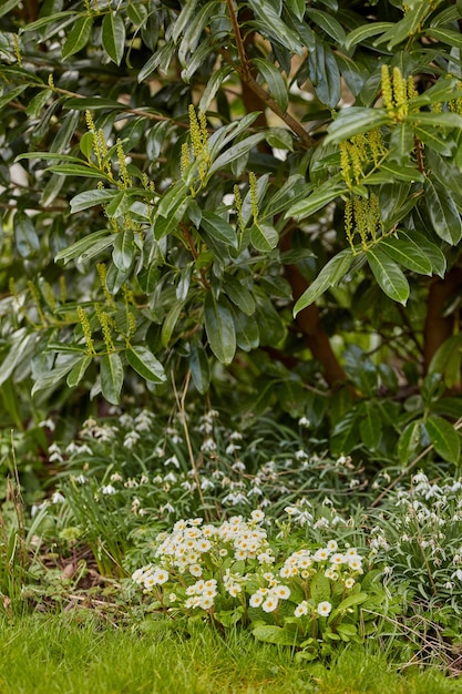 Flores e plantas bonitas e naturais do jardim da primavera verde que crescem ao ar livre durante o dia Paisagem de muitas prímulas e arbustos cultivados como paisagismo em um parque na primavera