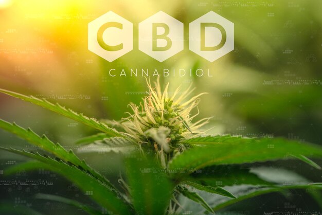 Flores e plantas de maconha THC fórmula de estrutura química indústria de cannabis cultivo de cânhamo negócio farmacêutico CBD e constituintes de THC em cannabis e saúde médica com espaço para cópia